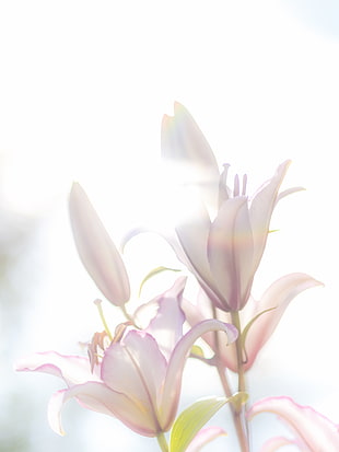 pink and white petaled flower, lily