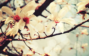 white blossoms on tree branches HD wallpaper