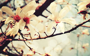 white blossoms on tree branches