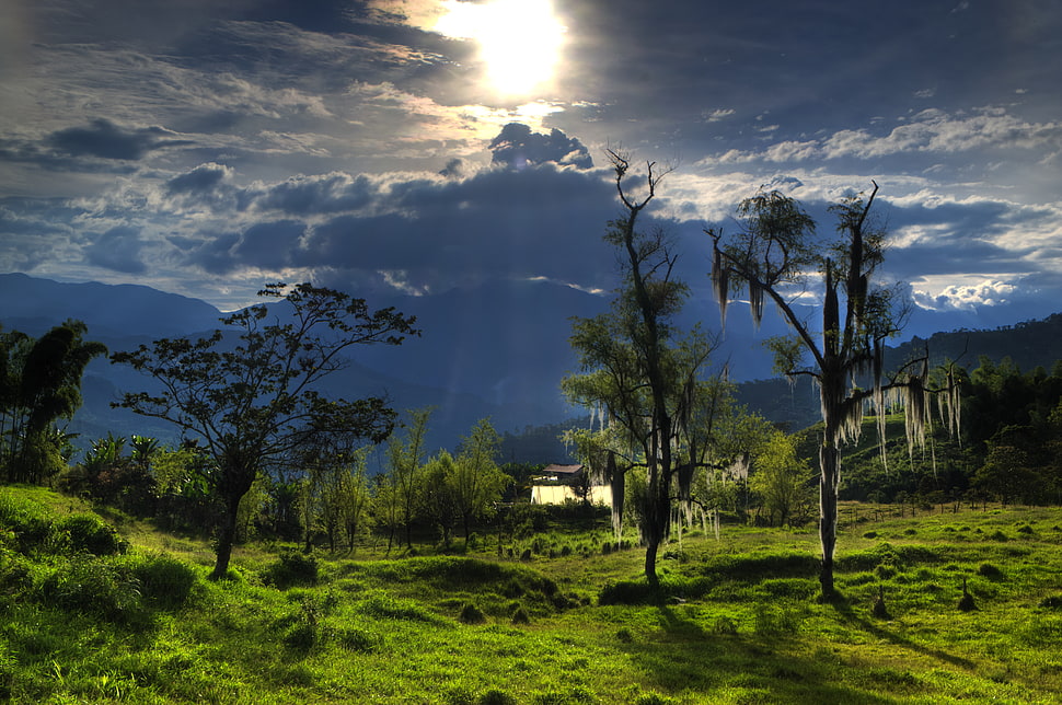 green trees near hills during day time HD wallpaper
