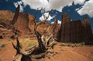 brown dried wood near brown mountains under cloudy skies