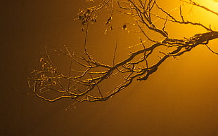 close up focus photo of a tree branch HD wallpaper