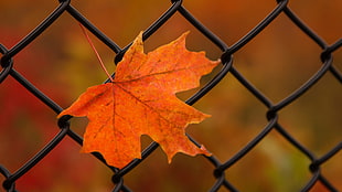 orange maple leaf, nature, leaves, maple leaves, closeup HD wallpaper