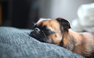 closeup photo of apricot Pug lying on gray textile