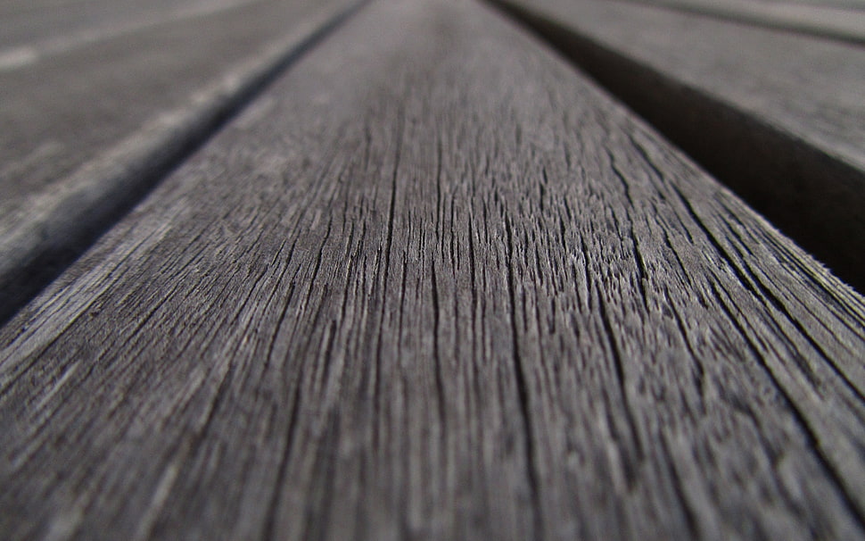 micro photography HD wallpaper