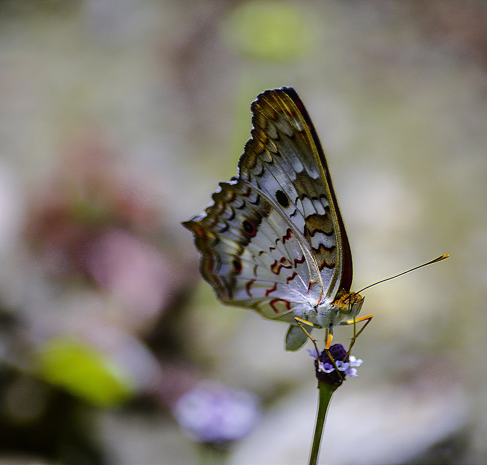 butterfly on petaled flower in macro photography HD wallpaper