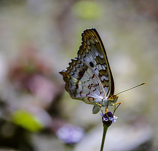 butterfly on petaled flower in macro photography