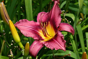 red Lily flower in closeup photo