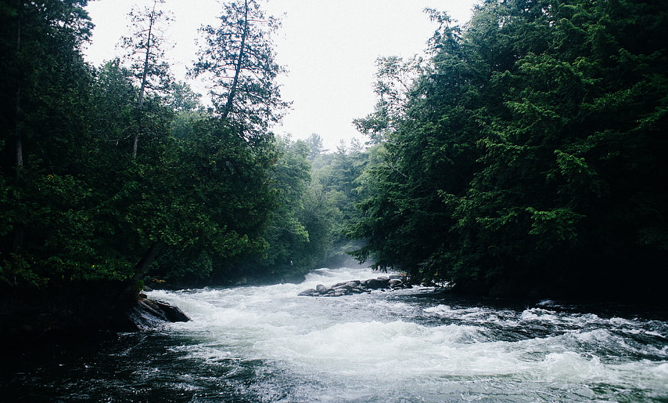 river and trees photo HD wallpaper