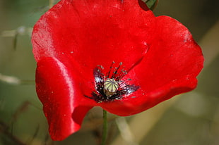 red poppy flower in closeup photography HD wallpaper