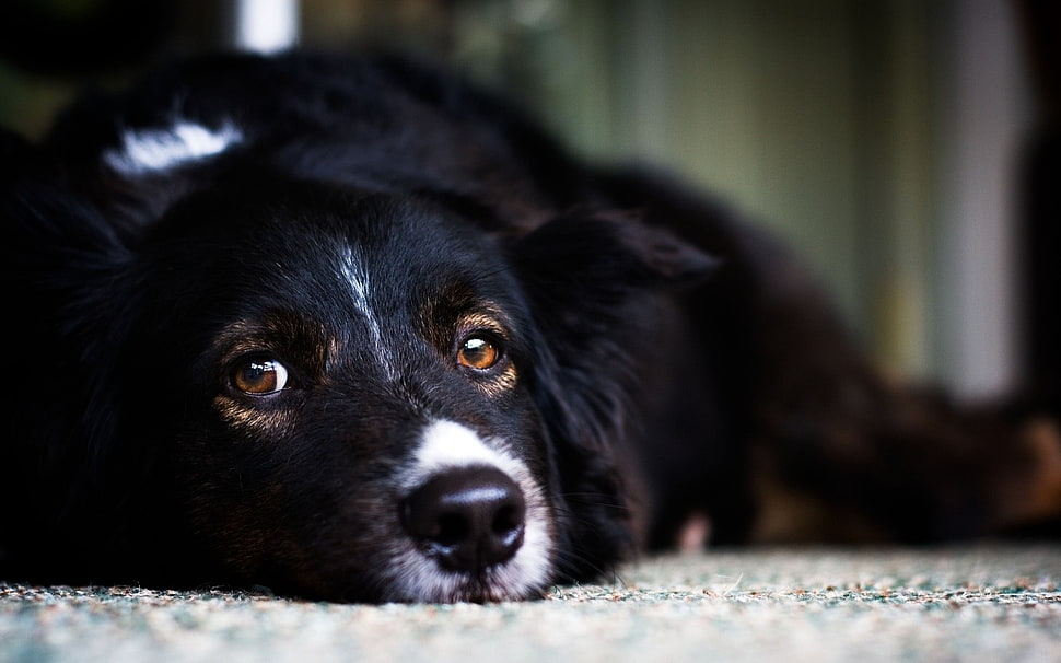medium long-coated black dog lying on ground on focus photo HD wallpaper