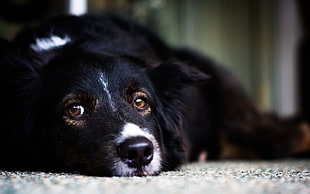 medium long-coated black dog lying on ground on focus photo