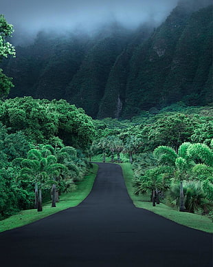 photo of road between trees, jungle, road, Hawaii, asphalt