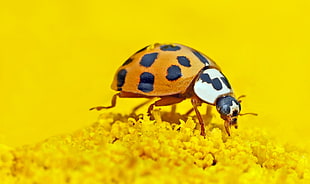 10 spotted colorado beetle on yellow petaled flower