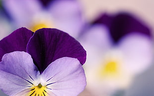 purple-and-white Pansies selective-focus photography
