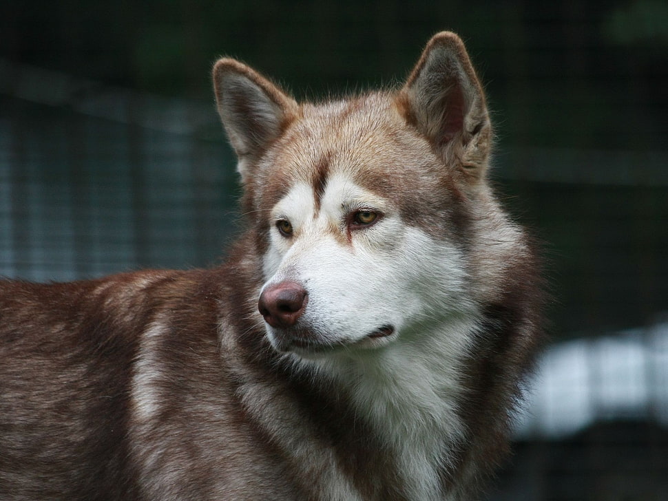 brown and white Alaskan Malamute HD wallpaper