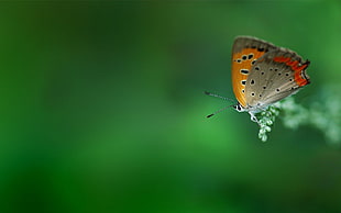brown and yellow butterfly, butterfly, green, insect HD wallpaper