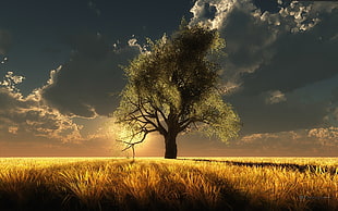 silhouette of tree in the middle of brown grass field during golden hour HD wallpaper