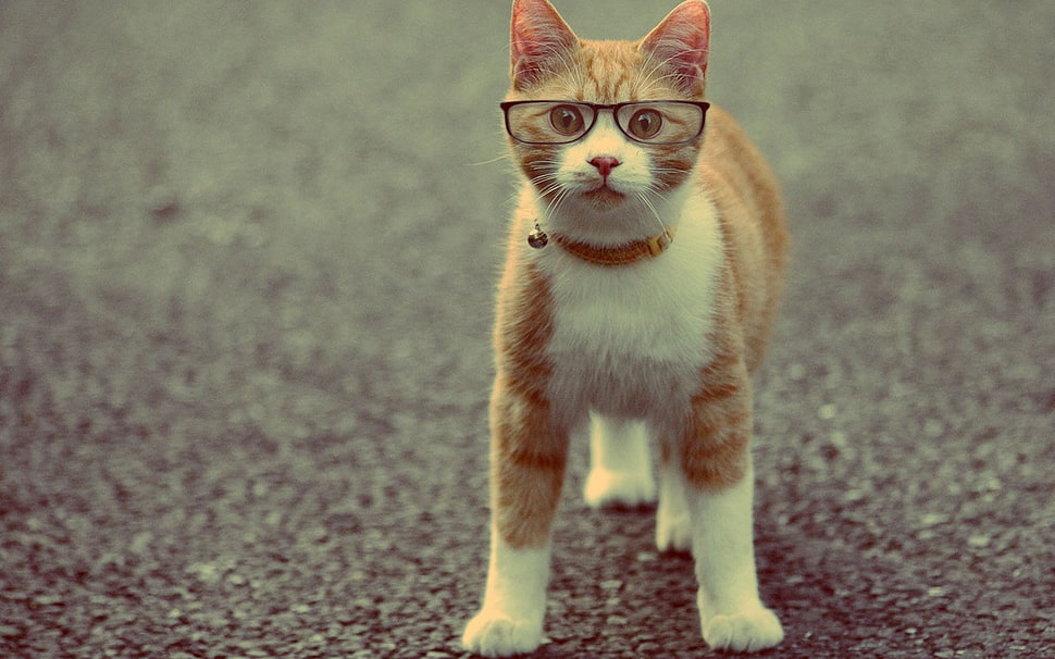 orange tabby cat wearing black framed eyeglasses HD wallpaper