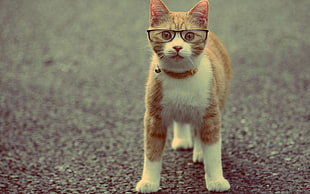 orange tabby cat wearing black framed eyeglasses