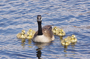 canada goose with ducklings HD wallpaper