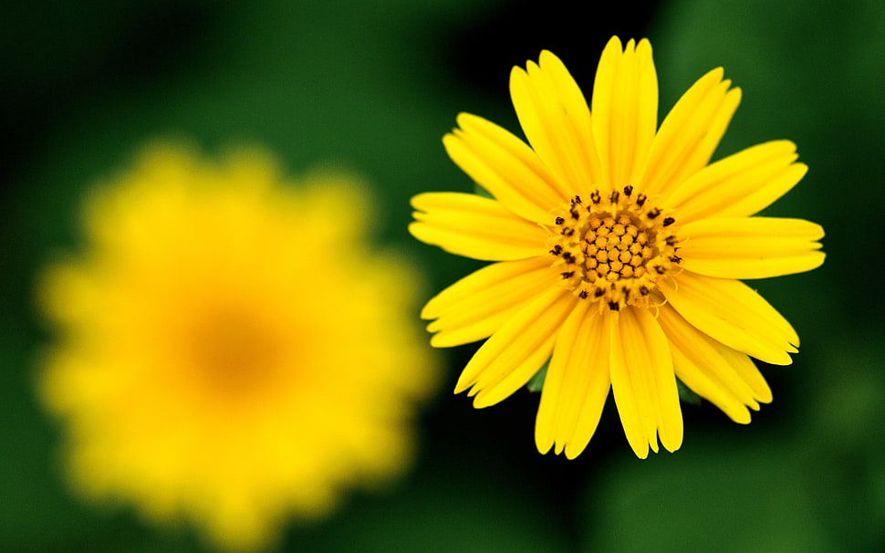 focused photo of yellow flower HD wallpaper