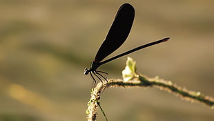 black dragonfly HD wallpaper