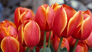 bunch of red-and-yellow Tulip flowers
