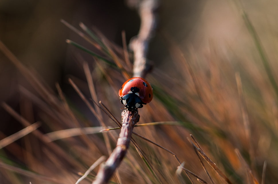 selective photography of ladybug Beetle on tree branch HD wallpaper