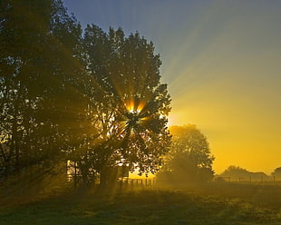 trees with sun rays HD wallpaper