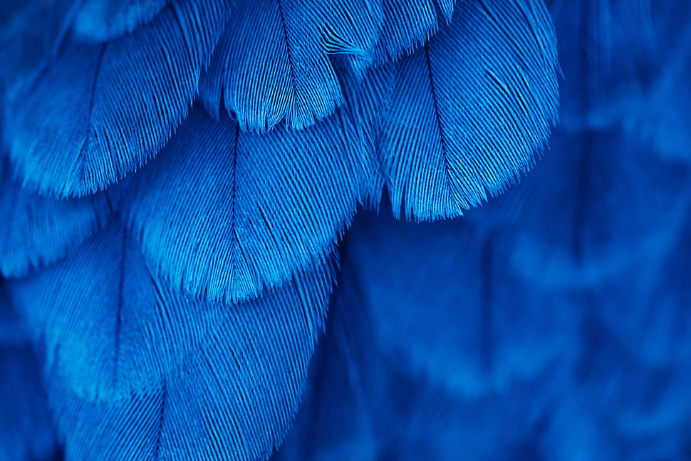 macro, feathers, blue HD wallpaper