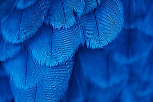macro, feathers, blue HD wallpaper