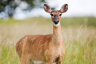 brown deer on the green grass field during daytime