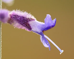 purple Salvia closeup photography