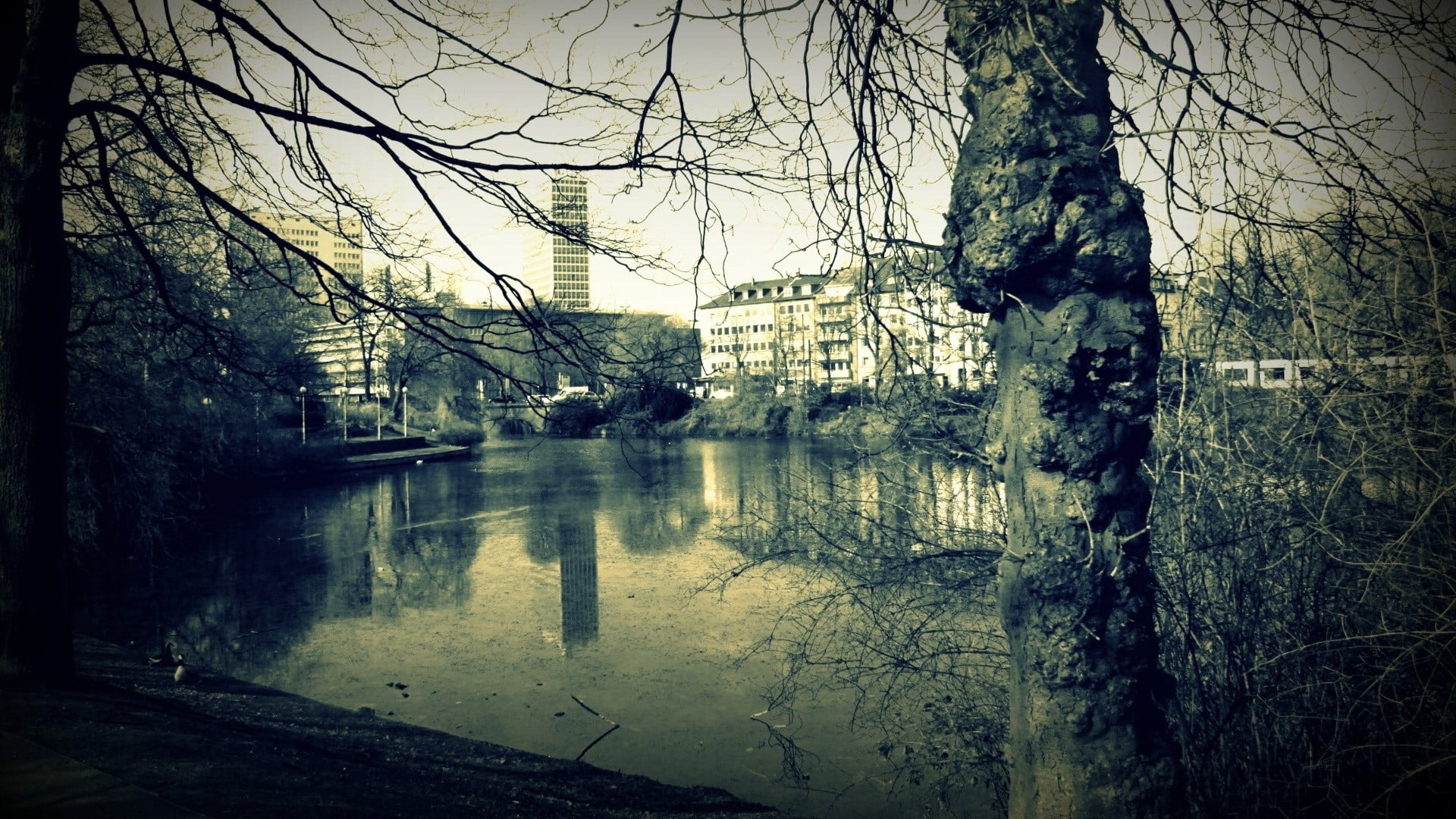 monotone photography of bare tree near river