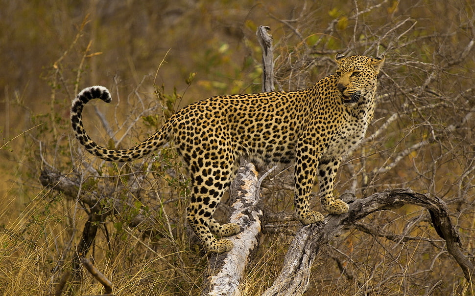 Leopard close-up photo during daytime HD wallpaper