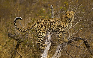 Leopard close-up photo during daytime