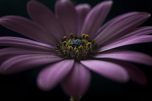 pink Osteospermum closeup photography HD wallpaper