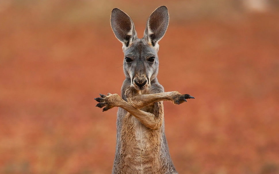 gray kangaroo, animals, kangaroos HD wallpaper