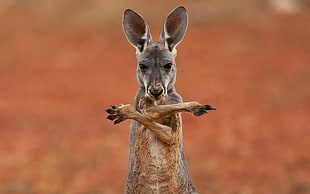 gray kangaroo, animals, kangaroos