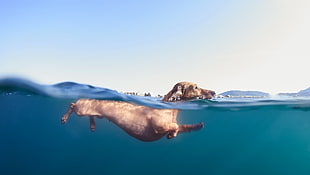 short-coated brown dog, water, underwater, dog, animals