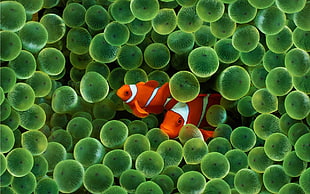 two orange-and-white clownfish, fish, animals