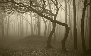 foggy forest photo HD wallpaper