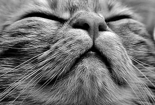 grayscale close-up portrait photography of cat