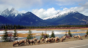 group of rams near lake under blue sky and white clouds, bighorn sheep