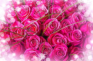 pink rose flowers HD wallpaper