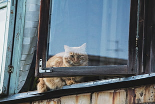 short-coated brown cat, Cat, Window, Fluffy