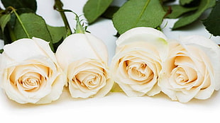 four white rose flowers