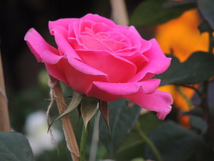 pink rose in closeup photography