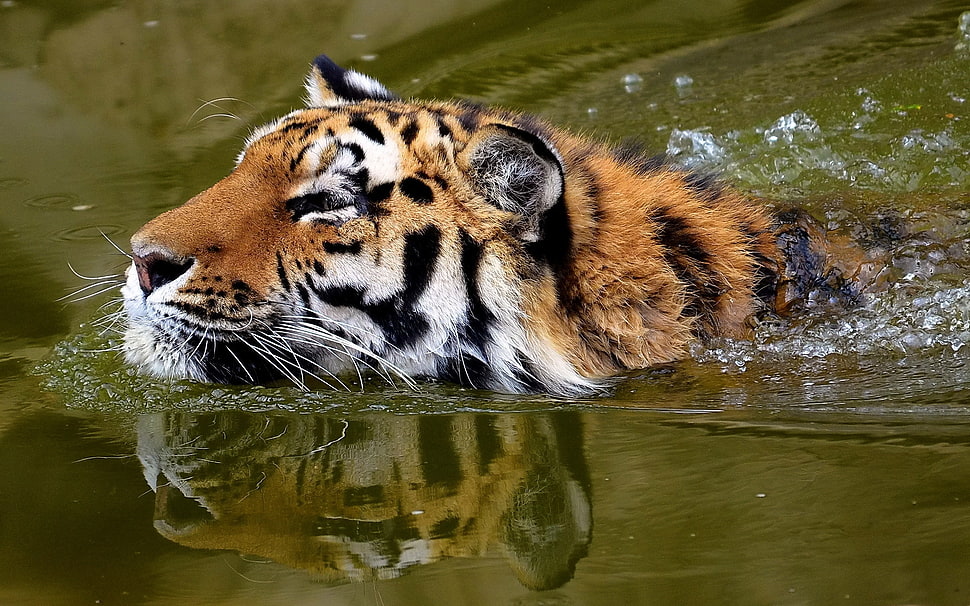 brown and white Tiger on body of water HD wallpaper